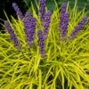 Gold Ingot Liriope (Golden Lilyturf) - 1 Gallon Pot 2 Gold Ingot Liriope (Golden Lilyturf) - 1 Gallon Pot -Cheap Plants Store liriope muscari peedee ingot golden lilyturf 6