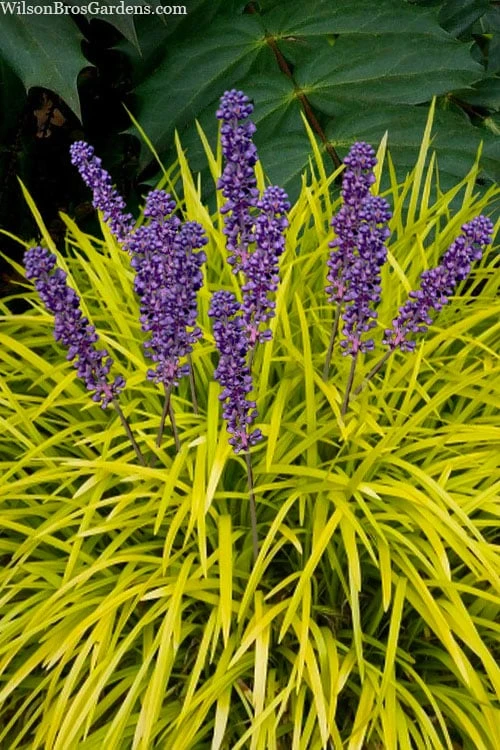 Gold Ingot Liriope (Golden Lilyturf) - 1 Gallon Pot 3 Gold Ingot Liriope (Golden Lilyturf) - 1 Gallon Pot