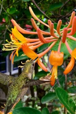 Mandarin Orange Honeysuckle Vine - 3 Gallon Pot -Cheap Plants Store lonicera mandarin orange honeysuckle vine 14