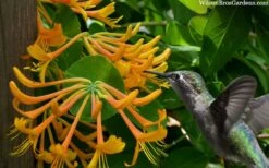 Mandarin Orange Honeysuckle Vine - 12" Pot -Cheap Plants Store lonicera mandarin orange honeysuckle vine 23 1