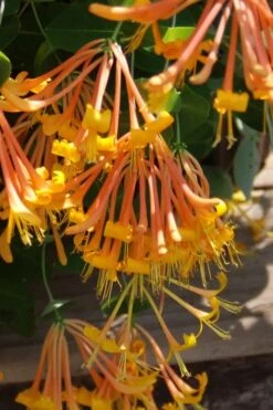 Mandarin Orange Honeysuckle Vine - 12" Pot -Cheap Plants Store lonicera mandarin orange honeysuckle vine 27 1