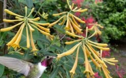 John Clayton Yellow Honeysuckle Vine - 1 Gallon Pot -Cheap Plants Store lonicera sempervirens john clayton yellow trumpet honeysuckle 101