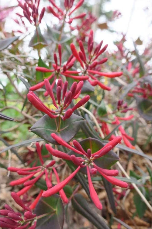 Leo Red Trumpet Honeysuckle - 3 Gallon Pot 8 Leo Red Trumpet Honeysuckle - 3 Gallon Pot - Image 6