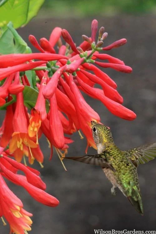 Leo Red Trumpet Honeysuckle - 3 Gallon Pot 3 Leo Red Trumpet Honeysuckle - 3 Gallon Pot