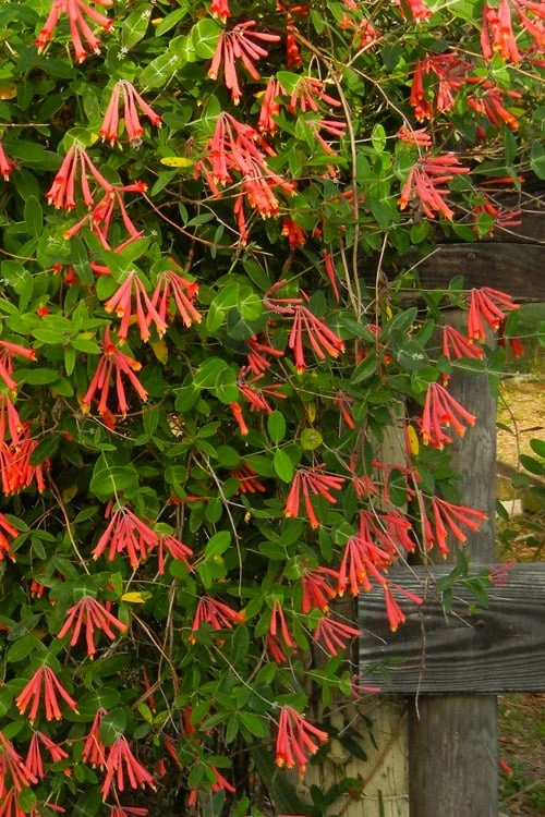 Leo Red Trumpet Honeysuckle - 3 Gallon Pot 9 Leo Red Trumpet Honeysuckle - 3 Gallon Pot - Image 7