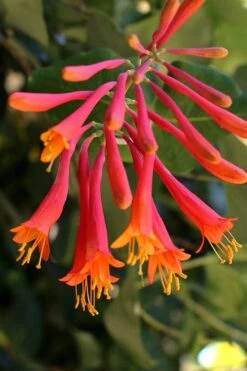 Leo Red Trumpet Honeysuckle - 3 Gallon Pot 13 Leo Red Trumpet Honeysuckle - 3 Gallon Pot -Cheap Plants Store lonicera sempervirens leo red trumpet honeysuckle vine 5