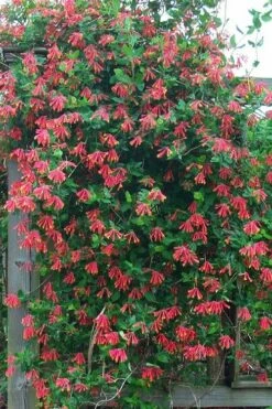 Leo Red Trumpet Honeysuckle - 3 Gallon Pot 12 Leo Red Trumpet Honeysuckle - 3 Gallon Pot -Cheap Plants Store lonicera sempervirens leo red trumpet honeysuckle vine 6