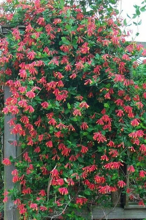 Leo Red Trumpet Honeysuckle - 3 Gallon Pot 6 Leo Red Trumpet Honeysuckle - 3 Gallon Pot - Image 4