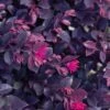 Purple Daydream Dwarf Loropetalum - 2 Gallon Pot -Cheap Plants Store loropetalum purple daydream 21