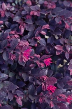 Purple Daydream Dwarf Loropetalum - 3 Gallon Pot -Cheap Plants Store loropetalum purple daydream 21 2