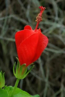 Turk's Cap Mallow - Malvaviscus Drummondii - 1 Gallon Pot -Cheap Plants Store malvaviscus drummondi turks cap 100
