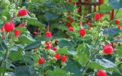 Turk's Cap Mallow (Malvaviscus Drummondii) - 5 Pack Of Quart Pots -Cheap Plants Store malvaviscus drummondi turks cap 105 1