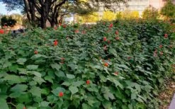 Turk's Cap Mallow (Malvaviscus Drummondii) - 5 Pack Of Quart Pots -Cheap Plants Store malvaviscus drummondi turks cap 108 1