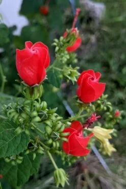 Turk's Cap Mallow - Malvaviscus Drummondii - 1 Gallon Pot -Cheap Plants Store malvaviscus drummondi turks cap 110