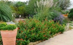 Turk's Cap Mallow (Malvaviscus Drummondii) - 5 Pack Of Quart Pots -Cheap Plants Store malvaviscus drummondi turks cap 111 1