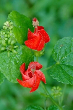 Turk's Cap Mallow (Malvaviscus Drummondii) - 5 Pack Of Quart Pots -Cheap Plants Store malvaviscus drummondi turks cap 112 1