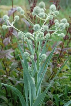 Rattlesnake Master (Eryngium Yuccifolium) - 1 Gallon Pot -Cheap Plants Store master rattlesnake 3 500x750 1