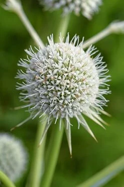 Rattlesnake Master (Eryngium Yuccifolium) - 1 Gallon Pot -Cheap Plants Store master rattlesnake 500x750 1