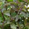 Chocolate Mint Plant - 4 Pack Of Quart Pots -Cheap Plants Store mentha piperita chocolate mint 1