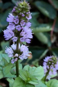 Orange Mint Plant - 4 Pack Of Quart Pots -Cheap Plants Store mentha piperita citrata orange mint 5