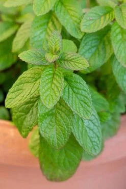 The Best Spearmint (Mentha Spicata 'Mint The Best)) - 6 Pack Of Pint Pots -Cheap Plants Store mentha spicata mint the best spearmint 1