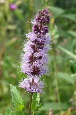 The Best Spearmint (Mentha Spicata 'Mint The Best)) - 6 Pack Of Pint Pots -Cheap Plants Store mentha spicata mint the best spearmint 4