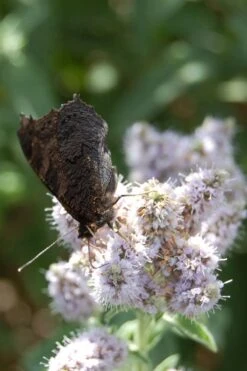 Mojito Mint Plant - 6 Pack Of Pint Pots 10 Mojito Mint Plant - 6 Pack Of Pint Pots -Cheap Plants Store mentha x villosa mojito mint 4