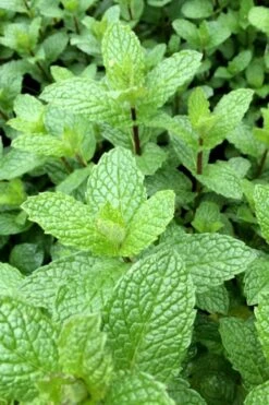 Mojito Mint Plant - 6 Pack Of Pint Pots 11 Mojito Mint Plant - 6 Pack Of Pint Pots -Cheap Plants Store mentha x villosa mojito mint 6