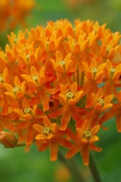 Orange Butterfly Milkweed - Asclepias Tuberosa - 1 Gallon Pot -Cheap Plants Store milkweed butterfly weed