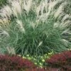 Little Kitten Dwarf Maiden Grass - Miscanthus Sinensis - 2 Gallon Pot -Cheap Plants Store miscanthus sinensis little kitten maiden grass 1