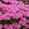 Bubblegum Blast Bee Balm (Monarda) - 1 Gallon Pot -Cheap Plants Store monarda bubblegum blast pink bee balm 1