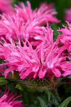 Bubblegum Blast Bee Balm (Monarda) - 1 Gallon Pot -Cheap Plants Store monarda bubblegum blast pink bee balm 2
