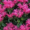 Electric Neon Pink Bee Balm (Monarda) - 1 Gallon Pot 2 Electric Neon Pink Bee Balm (Monarda) - 1 Gallon Pot -Cheap Plants Store monarda electric neon pink bee balm 2