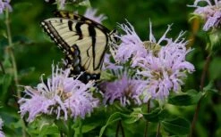 Wild Bergamot Bee Balm (Monarda Fistulosa) - 6 Pack Of 1 Gallon Pots -Cheap Plants Store monarda fistulosa wild bergamont bee balm 11 1