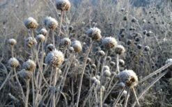 Wild Bergamot Bee Balm (Monarda Fistulosa) - 1 Gallon Pot -Cheap Plants Store monarda fistulosa wild bergamont bee balm 15