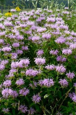 Wild Bergamot Bee Balm (Monarda Fistulosa) - 8 Pack Of 1 Gallon Pots -Cheap Plants Store monarda fistulosa wild bergamont bee balm 16 2