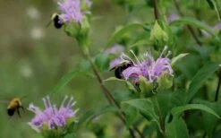 Wild Bergamot Bee Balm (Monarda Fistulosa) - 8 Pack Of 1 Gallon Pots -Cheap Plants Store monarda fistulosa wild bergamont bee balm 17 2