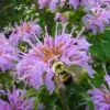 Wild Bergamot Bee Balm (Monarda Fistulosa) - 1 Gallon Pot