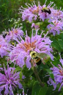 Wild Bergamot Bee Balm (Monarda Fistulosa) - 1 Gallon Pot