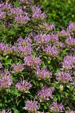 Wild Bergamot Bee Balm (Monarda Fistulosa) - 6 Pack Of 1 Gallon Pots -Cheap Plants Store monarda fistulosa wild bergamont bee balm 5 1