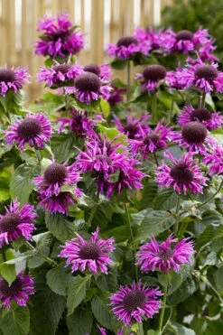 Bee-You Bee Free Bee Balm (Monarda) - 1 Gallon Pot -Cheap Plants Store monarda hybrid bee free bee balm 1