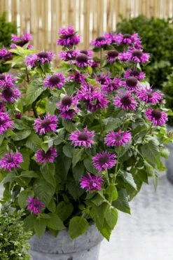 Bee-You Bee Free Bee Balm (Monarda) - 1 Gallon Pot -Cheap Plants Store monarda hybrid bee free bee balm 3