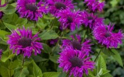 Bee-You Bee Free Bee Balm (Monarda) - 1 Gallon Pot -Cheap Plants Store monarda hybrid bee free bee balm 9