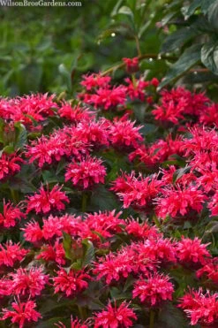 Cherry Pops Bee Balm (Monarda) - 1 Gallon Pot 14 Cherry Pops Bee Balm (Monarda) - 1 Gallon Pot -Cheap Plants Store monarda sugar buzz cherry pops bee balm 1
