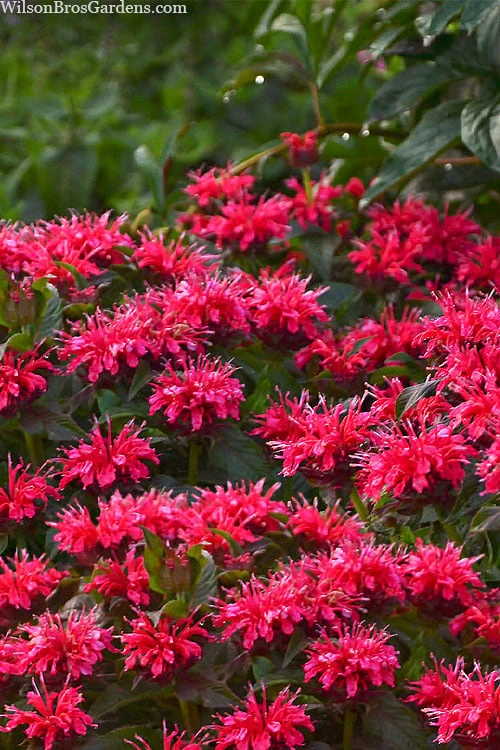 Cherry Pops Bee Balm (Monarda) - 1 Gallon Pot 8 Cherry Pops Bee Balm (Monarda) - 1 Gallon Pot - Image 6