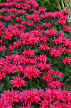 Cherry Pops Bee Balm (Monarda) - 1 Gallon Pot 15 Cherry Pops Bee Balm (Monarda) - 1 Gallon Pot -Cheap Plants Store monarda sugar buzz cherry pops bee balm 2