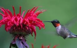 Cherry Pops Bee Balm (Monarda) - 1 Gallon Pot 13 Cherry Pops Bee Balm (Monarda) - 1 Gallon Pot -Cheap Plants Store monarda sugar buzz cherry pops bee balm 3