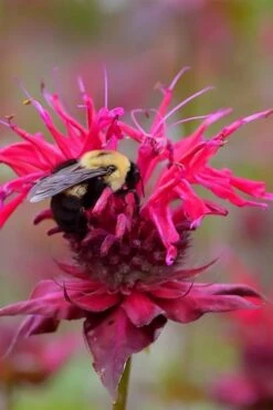 Cherry Pops Bee Balm (Monarda) - 1 Gallon Pot 12 Cherry Pops Bee Balm (Monarda) - 1 Gallon Pot -Cheap Plants Store monarda sugar buzz cherry pops bee balm 4