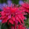 Cherry Pops Bee Balm (Monarda) - 1 Gallon Pot -Cheap Plants Store monarda sugar buzz cherry pops bee balm 5