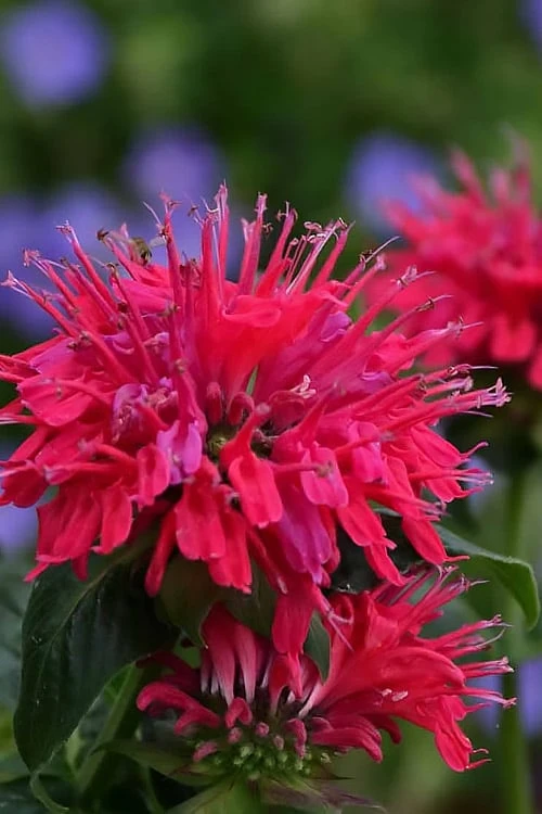 Cherry Pops Bee Balm (Monarda) - 1 Gallon Pot 3 Cherry Pops Bee Balm (Monarda) - 1 Gallon Pot